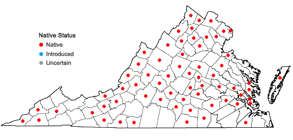 Locations ofHackelia virginiana (L.) I.M.Johnston in Virginia