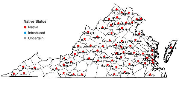Locations ofHackelia virginiana (L.) I.M.Johnston in Virginia