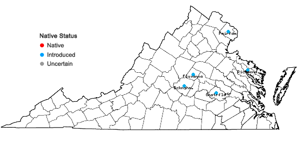 Locations ofHyacinthoides hispanica (P. Mill.) Rothm. in Virginia