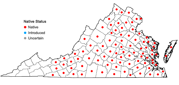 Locations ofHypericum gentianoides (L.) B.S.P. in Virginia