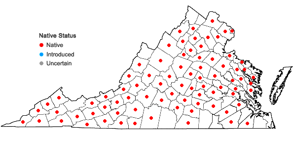 Locations ofHypericum stragulum P. Adams & Robson in Virginia