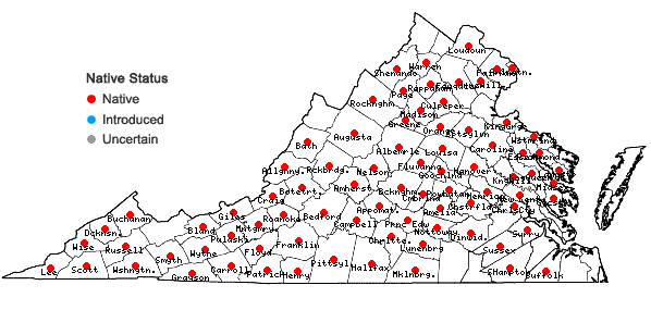 Locations ofHypericum stragulum P. Adams & Robson in Virginia