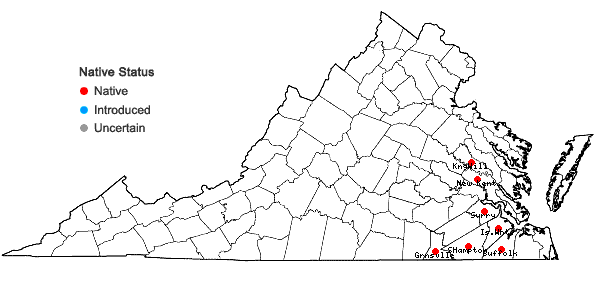 Locations ofHypoxis curtissii Rose in Virginia