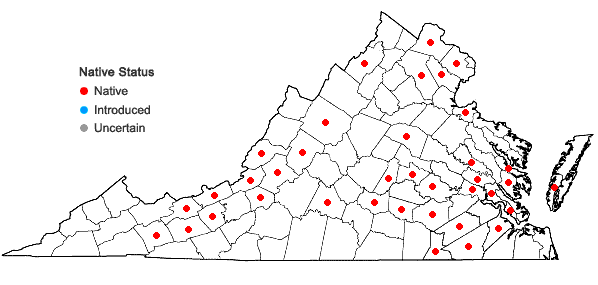 Locations ofIsoetes engelmannii A. Braun in Virginia