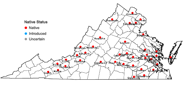 Locations ofIsoetes engelmannii A. Braun in Virginia