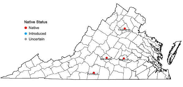 Locations ofIsoetes melanopoda Gay & Durieu ssp. silvatica Brunton & Britton in Virginia