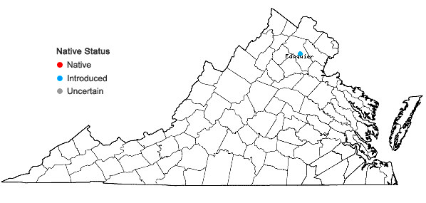 Locations ofJasminum nudiflorum Lindley in Virginia