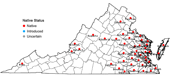 Locations ofJuncus debilis Gray in Virginia