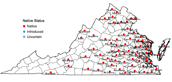 Locations ofJuncus dichotomus Ell. in Virginia