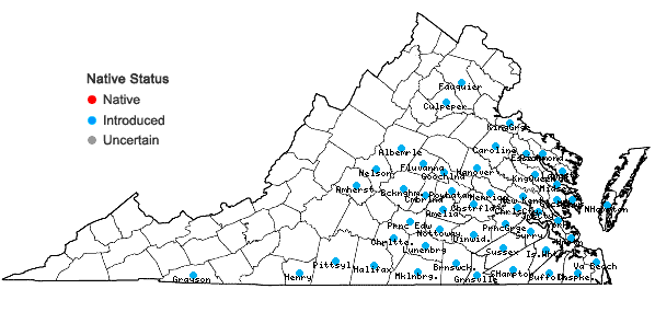 Locations ofLathyrus hirsutus L. in Virginia