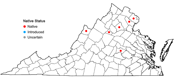 Locations ofLechea intermedia Leggett ex Britt. var. intermedia in Virginia