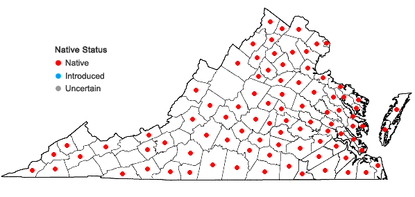 Locations ofLindernia dubia (L.) Pennell var. dubia in Virginia