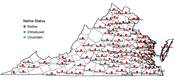 Locations ofLindernia dubia (L.) Pennell var. dubia in Virginia