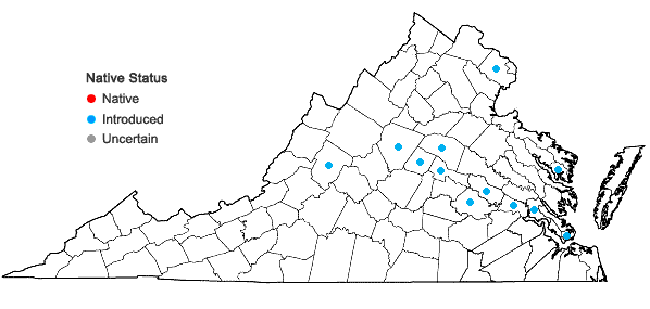 Locations ofLonicera fragrantissima Lindl. & Paxton in Virginia