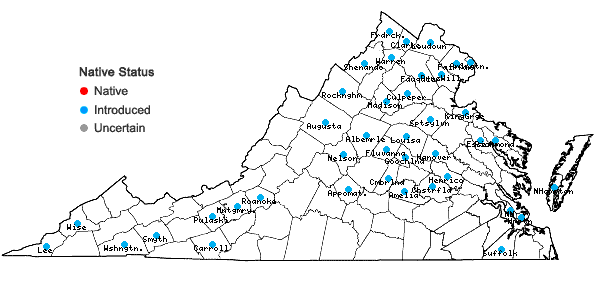 Locations ofLonicera maackii (Rupr.) Maximowicz var. maackii in Virginia