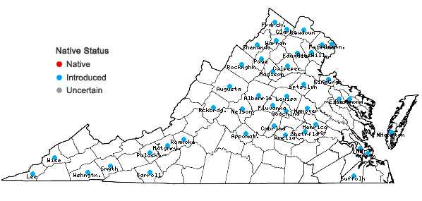 Locations ofLonicera maackii (Rupr.) Maximowicz var. maackii in Virginia
