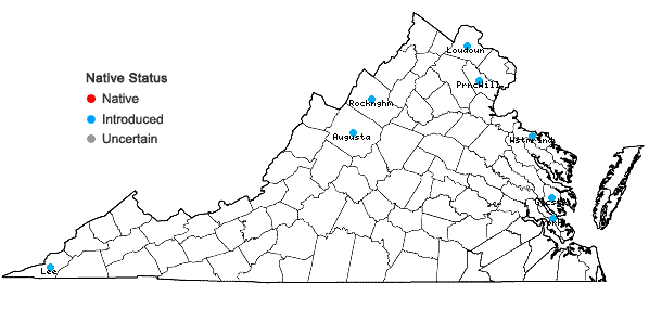 Locations ofLotus tenuis Waldst. & Kit. ex Willd. in Virginia