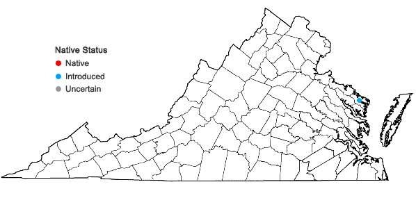 Locations ofLythrum portula (L.) D.A. Webb in Virginia