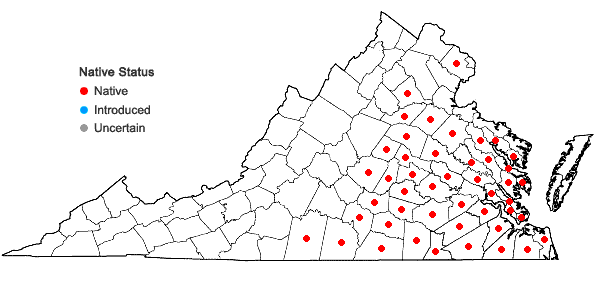 Locations ofMecardonia acuminata (Walter) Small var. acuminata in Virginia