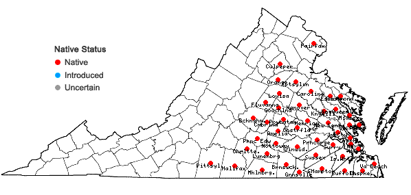 Locations ofMecardonia acuminata (Walter) Small var. acuminata in Virginia