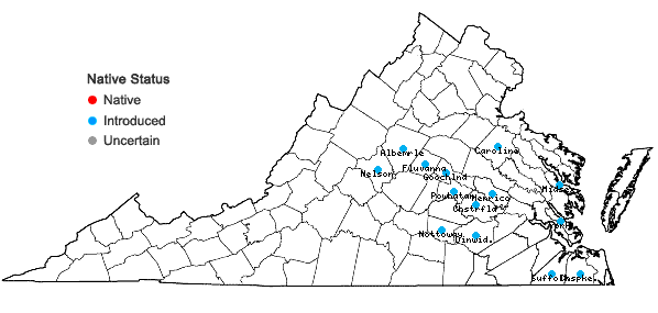 Locations ofNarcissus ×medioluteus P. Mill. in Virginia