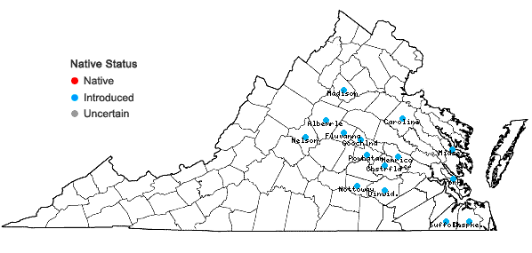 Locations ofNarcissus ×medioluteus P. Mill. in Virginia