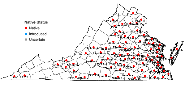 Locations ofOphioglossum pycnostichum (Fernald) A. & D. Love in Virginia