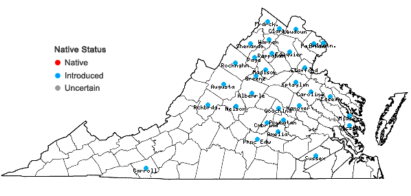 Locations ofOplismenus undulatifolius (Ard.) P. Beauv. in Virginia