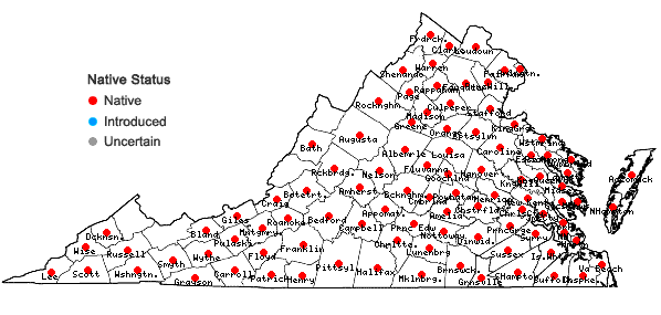 Locations ofOxalis dillenii Jacquin in Virginia