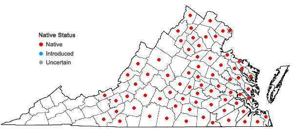 Locations ofOxalis florida Salisbury in Virginia