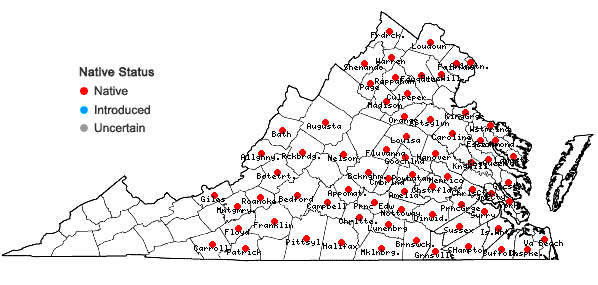 Locations ofOxalis florida Salisbury in Virginia
