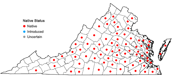 Locations ofPiptochaetium avenaceum (L.) Parodi in Virginia
