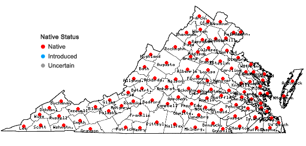 Locations ofPlantago rugelii Dcne. in Virginia