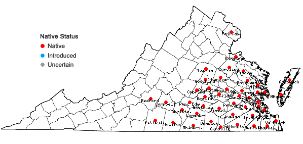 Locations ofPluchea camphorata (L.) DC. in Virginia