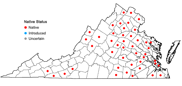Locations ofPycnanthemum muticum (Michx.) Pers. in Virginia