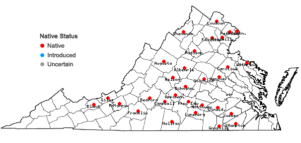 Locations ofPycnanthemum torreyi Benth. in Virginia