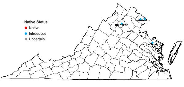 Locations ofQuercus acutissima Carruthers in Virginia