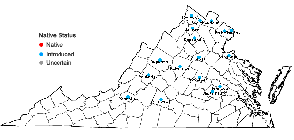 Locations ofRhodotypos scandens (Thunb.) Makino in Virginia