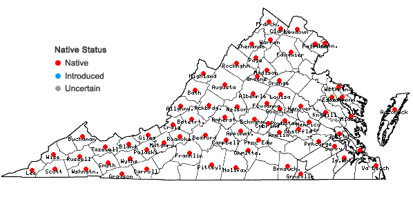 Locations ofRudbeckia triloba L. var. triloba in Virginia