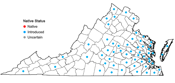 Locations ofRumex conglomeratus Murr. in Virginia