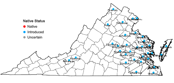 Locations ofRumex pulcher L. in Virginia