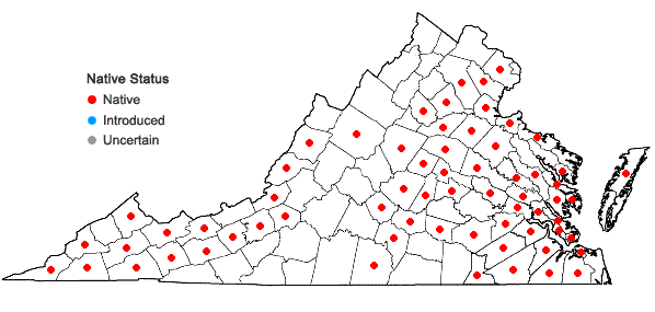 Locations ofSagittaria australis (J.G.Smith) Small in Virginia