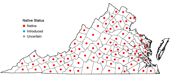 Locations ofSilene stellata (L.) Ait. f. in Virginia