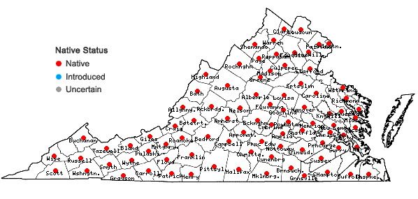 Locations ofSilene stellata (L.) Ait. f. in Virginia