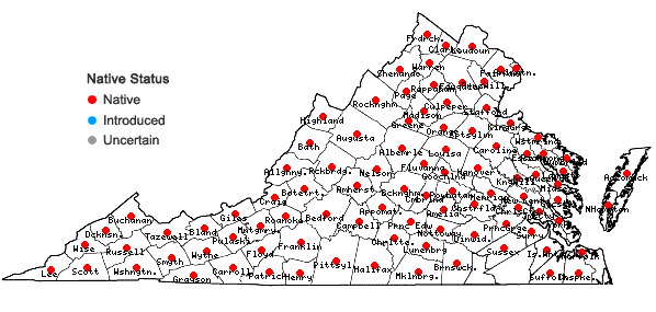 Locations ofSitobolium punctilobulum (Michaux) Desvaux in Virginia