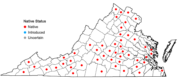 Locations ofSmilax pulverulenta Michx. in Virginia