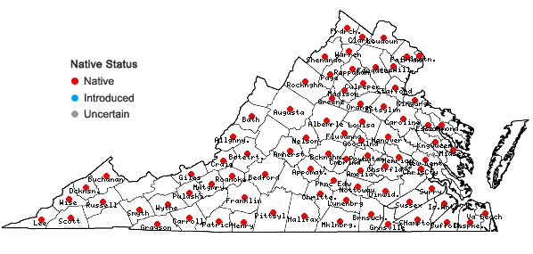 Locations ofSolidago gigantea Ait. in Virginia