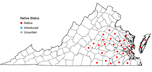 Locations ofSolidago rugosa P. Mill. var. celtidifolia (Small) Fernald in Virginia