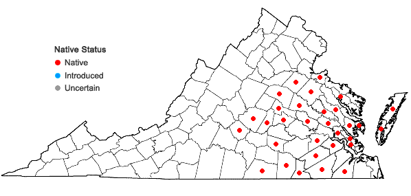 Locations ofSolidago rugosa P. Mill. var. celtidifolia (Small) Fernald in Virginia