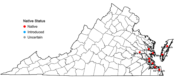 Locations ofSolidago sempervirens L. in Virginia